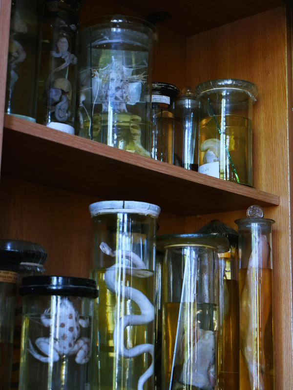VQ Museum Studio - Natural History Exhibits